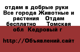 отдам в добрые руки - Все города Животные и растения » Отдам бесплатно   . Томская обл.,Кедровый г.